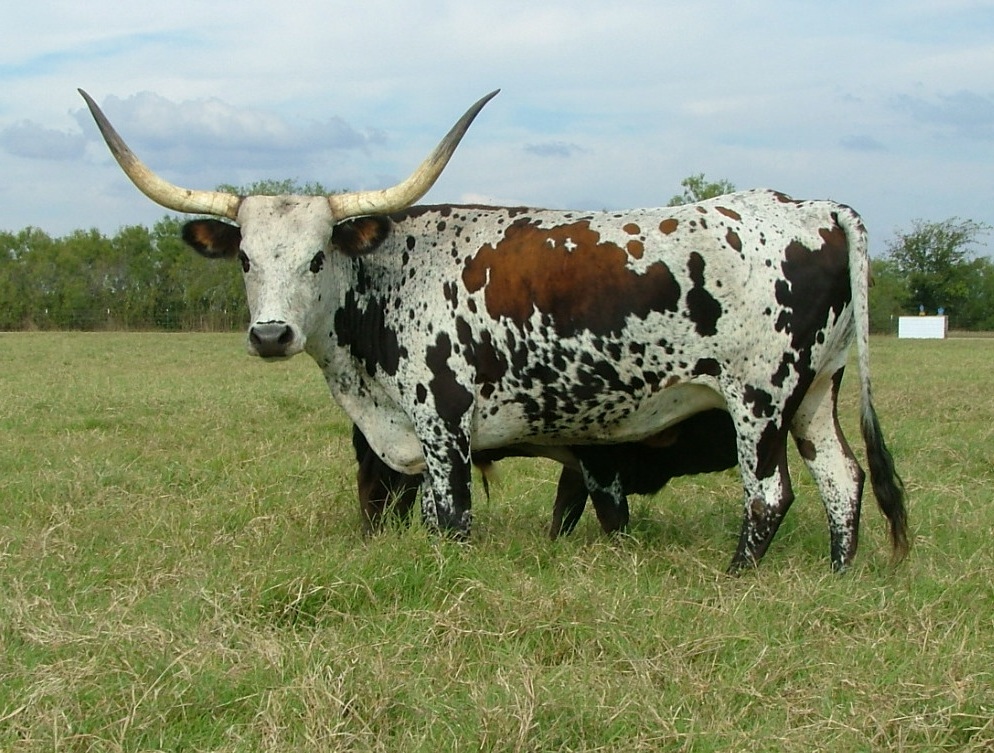 Kashmir 05 BR3, Longhorn Cow