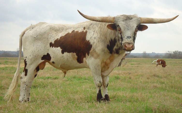 RVR Bentley, Longhorn Bull