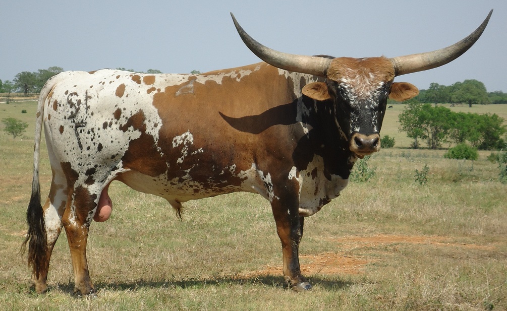 RVR Max Z, Longhorn Bull