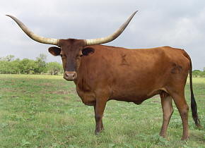 King Ranches Texas Longhorn Cow