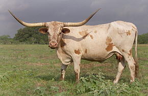 King Ranches Texas Longhorn Cow