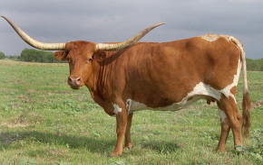 King Ranches Texas Longhorn Cow