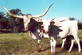 King Ranches Texas Longhorn Cow