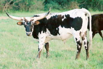 Sting Calf