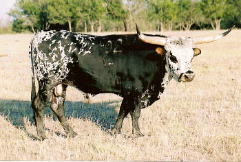 Little Ace Sting, Butler Longhorn Bull