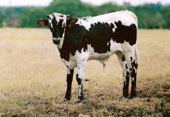 Sting Calf