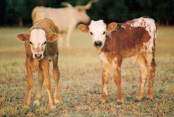 Sting Calves