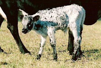Sting Calf