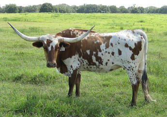 2B Law Partner, Longhorn Cow