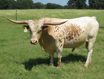 HR Ace High Graves, Longhorn Bull