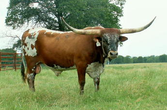 Moon Stone Chex, Longhorn Bull