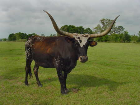 Anna Pearl, Longhorn Butler Cow
