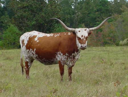 Anna Lee, Longhorn Butler Cow