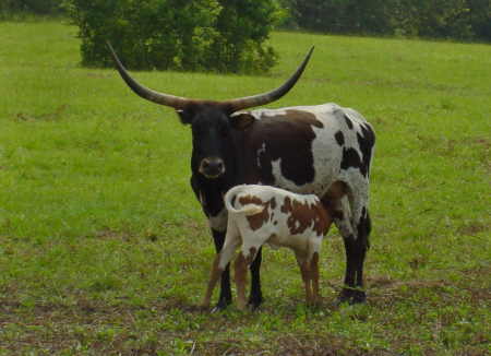 Fancy, Longhorn Butler Cow