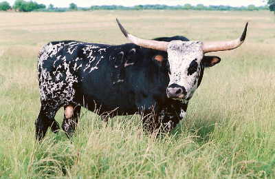 Little Ace Sting, Butler Longhorn Bull