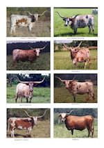 Butler Cow Memorial