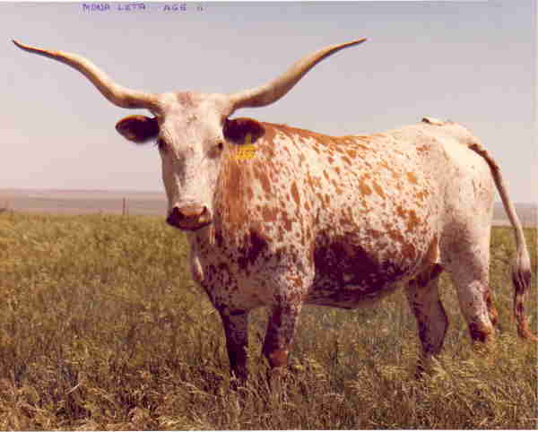 Mona Leta, Longhorn Cow