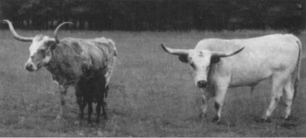 Bold Ruler, a Butler bull, was used on the Wichita Refuge.