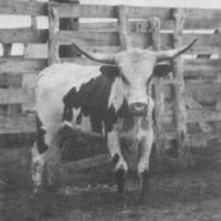 An old Butler bull