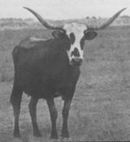 Fox Tail, a favorite cow of Milby Butler's.