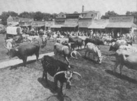 Many of the Butler steers were used on the Centennial Trail Drive to Dodge City in 1966. Photo was taken July 2, 1966.