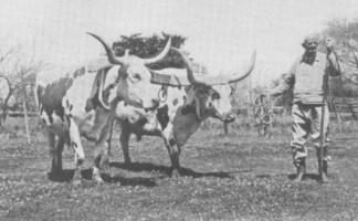 Tom and Gerry, a yoke of straight-Butler steers