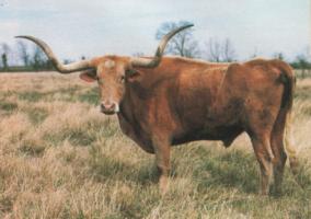 Butler steer owned by J.W. Isaacs