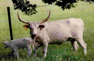 Monk's Girl, Longhorn Cow