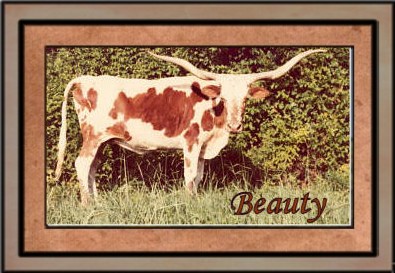 Beauty, Famous Longhorn Cow