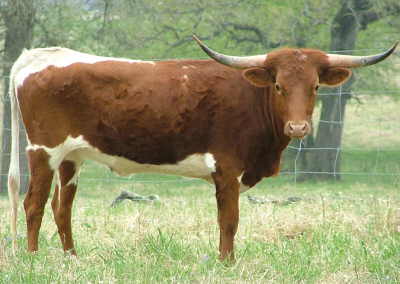 Cheyenne Monick BW 8/6, Longhorn Heifer