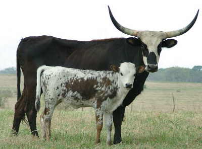 Tyra 05 BR 3, Longhorn Cow