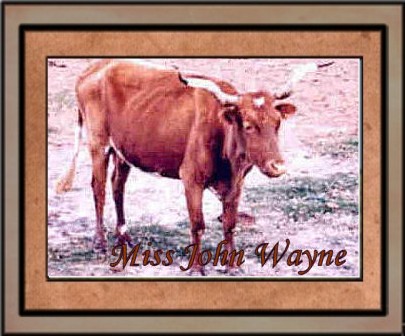 Miss John Wayne, Famous Butler Cow