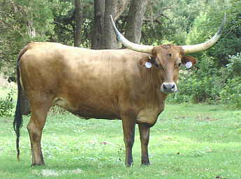 Sugar Qube SWC 2/2, Longhorn Cow