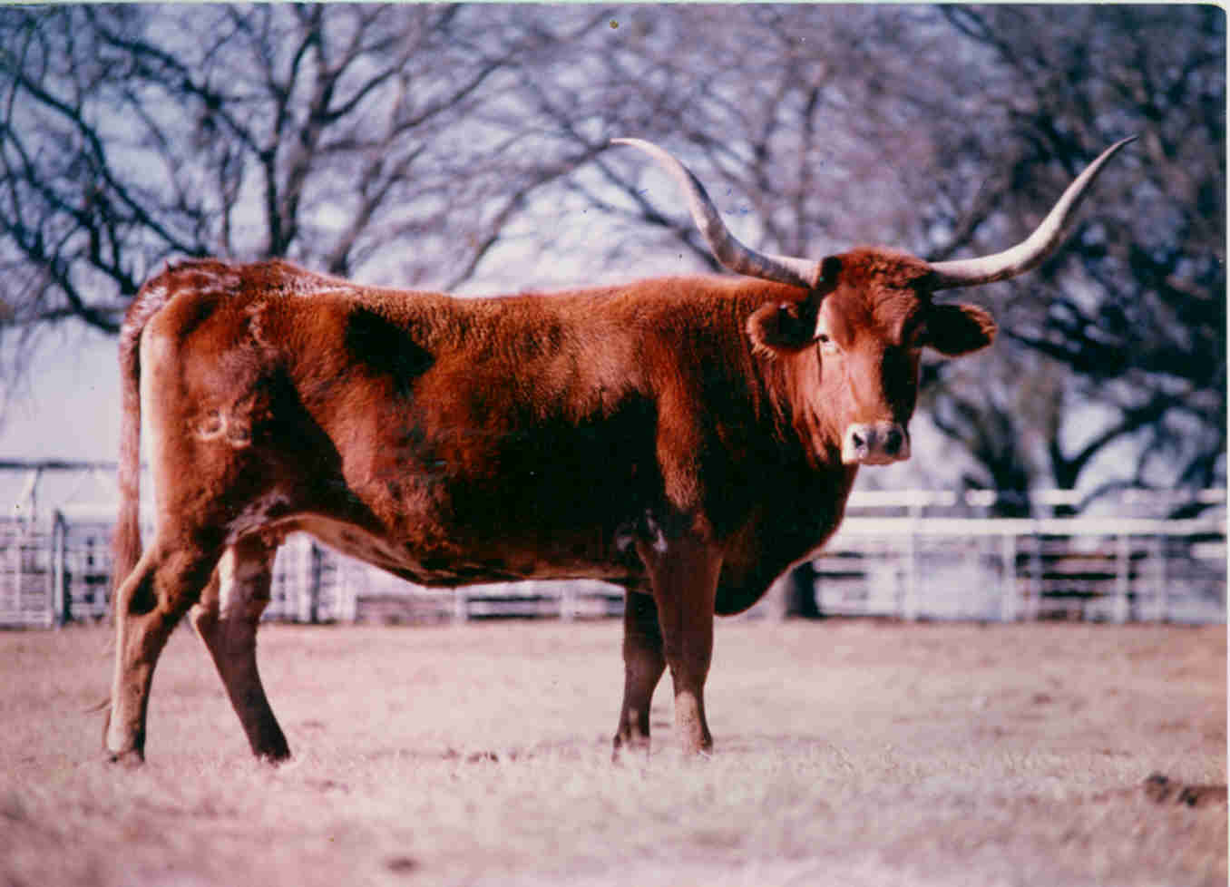 Poppy Butler Animal Details w/ Pedigree